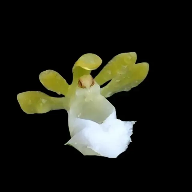 Gastrochilus patinatus var alba (Gastrochilus)
