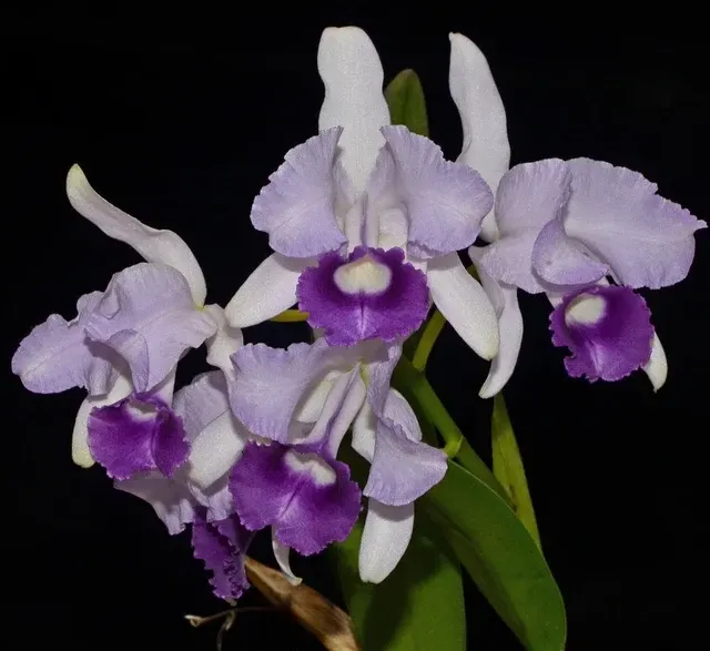 Cattleya lawrenceana f coerulea