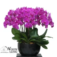 10 phalaenopsis in 1 pot