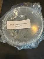 FLASK mystaciduym flanaganii