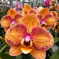 Phalaenopsis Luna Rosa Blooming Size