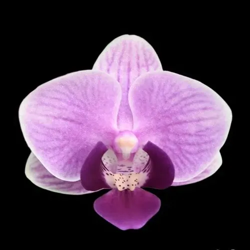 Phalaenopsis Younghome Taro Bobo (Phalaenopsis)