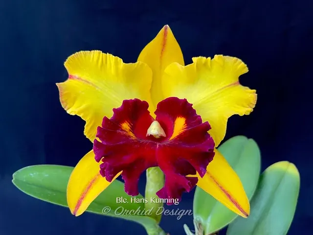 Brassolaeliocattleya Hans Kunning