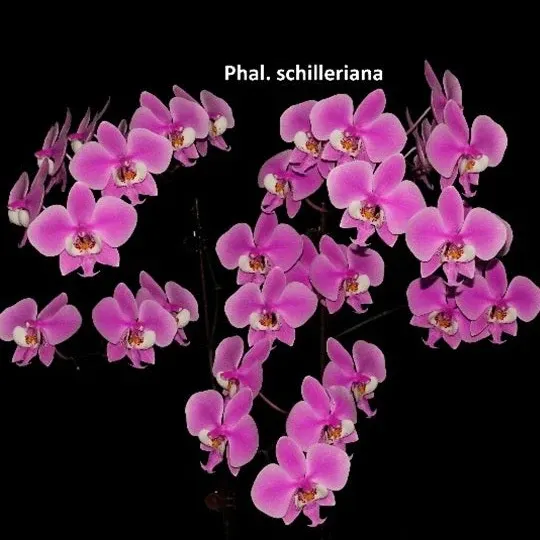 Phalaenopsis schilleriana 'Wilson' (Phalaenopsis)