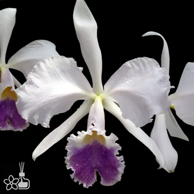 Cattleya warneri coerulea