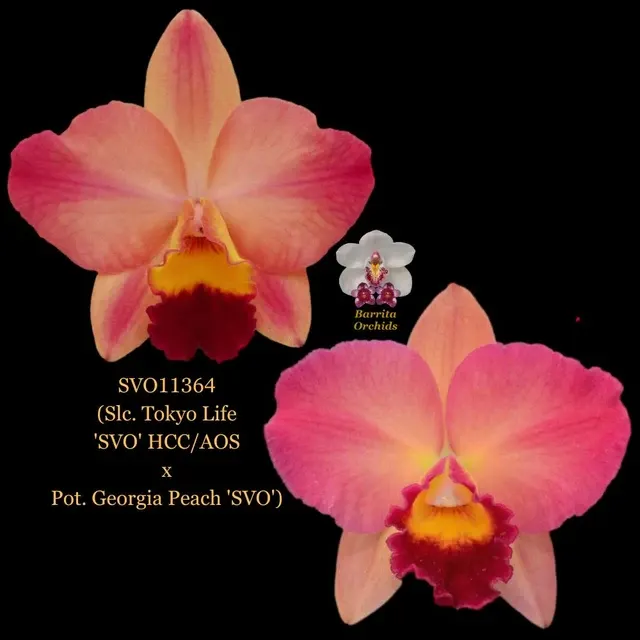 Cattleya Orchid Hybrid SVO11364 'SVO'