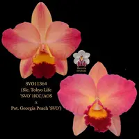 Cattleya Orchid Hybrid SVO11364 (Slc. Tokyo Life 'SVO' HCC/AOS x Pot. Georgia Peach 'SVO')