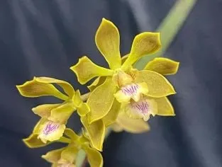 Encyclia clovesiana (Encyclia)
