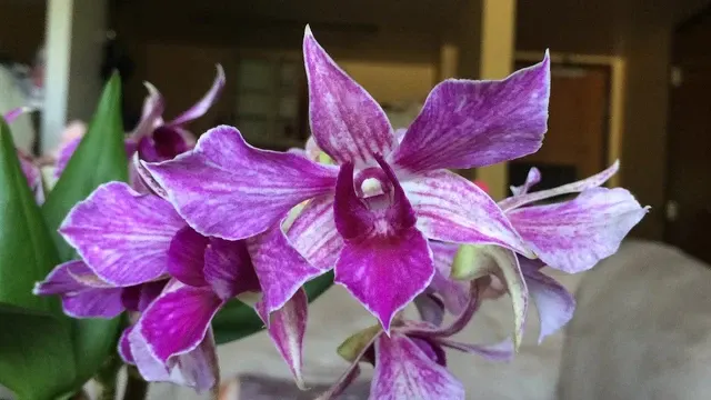 Dendrobium Fire Wings VERY RARE VARIETY