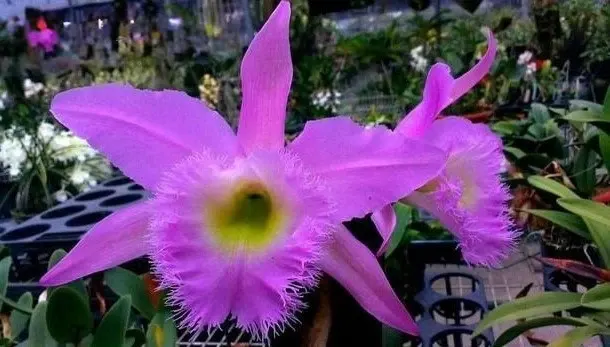 Rhyncholaeliocattleya Wellesleyae (Rhyncholaeliocattleya)