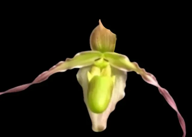Phragmipedium longifolium 'Pink'
