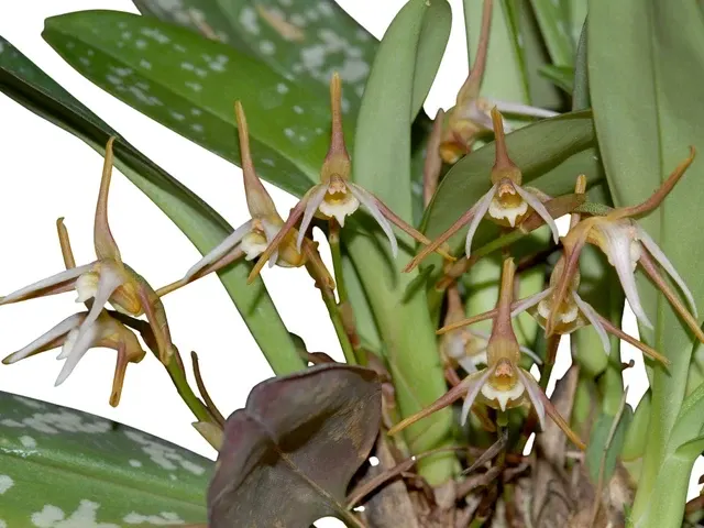 Maxillaria pseudoreichenheimiana (Maxillaria)