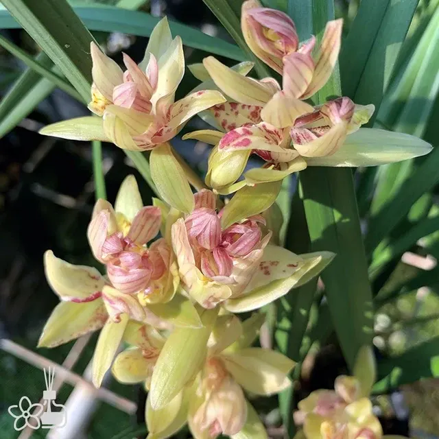 Cymbidium ensifolium 'FU-SHAN-QI-DIE' (Cymbidium)