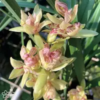 [Bare-root][Import AS-IS] #CC# Cym. ensifolium 'Fu-Shan-Qi-Die' 建蘭富山奇蝶 [BS/3GRS][Sept Preorder 26]