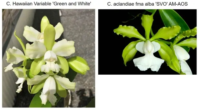 Cattleya Hawaiian Variable × aclandiae