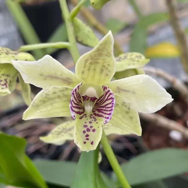 Dendrobium Winter Pixie (Dendrobium)