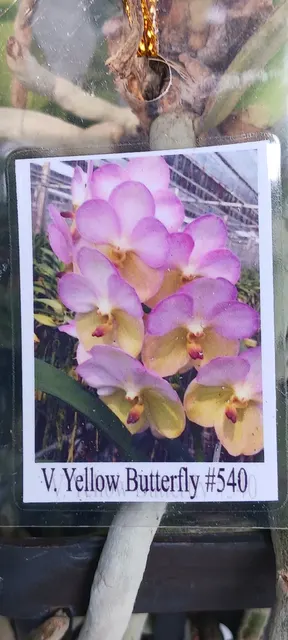 Vanda Yellow Butterfly (Vanda)