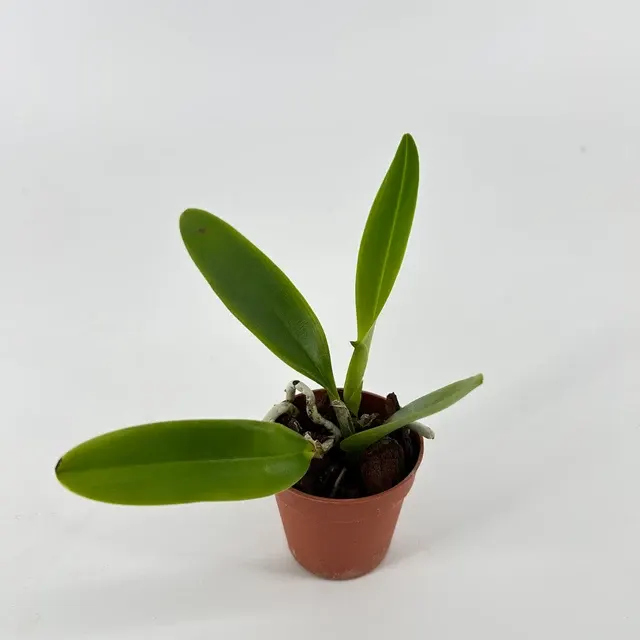 Cattleya whitei 'coerulea' (Cattleya)