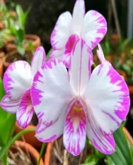 Dendrobium Enobi (Dendrobium)