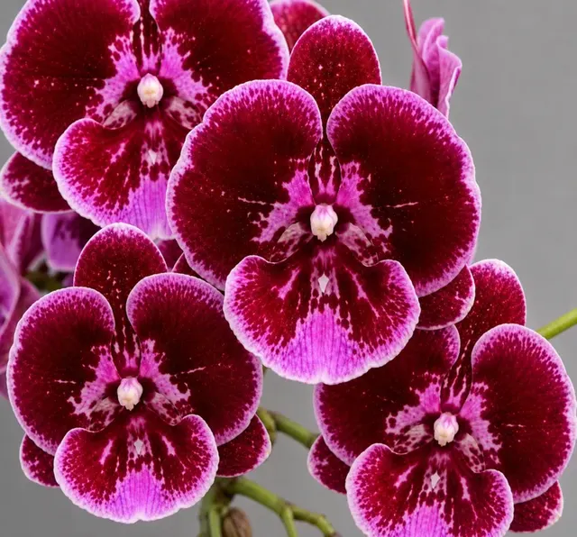 Phalaenopsis Empress Gem (Phalaenopsis)