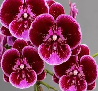 Phalaenopsis Empress Gem Blooming Size