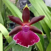 Zygopetalum Ive Tequila