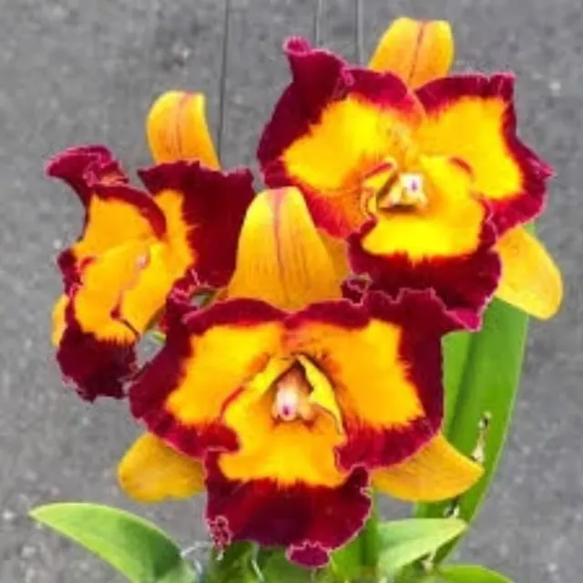 Rhyncholaeliocattleya Linkin Love 'Chester' (Rhyncholaeliocattleya)