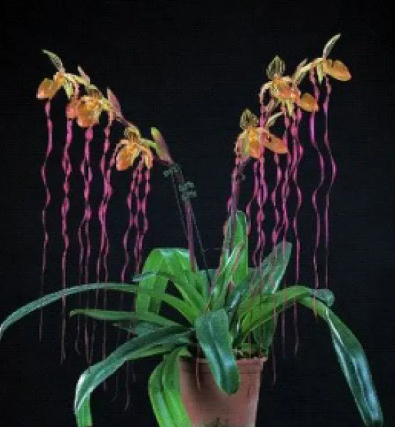 Paphiopedilum Michael Koopowitz