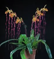 Paph. Michael Koopowitz (sanderianum x philippinense) (YJMK)