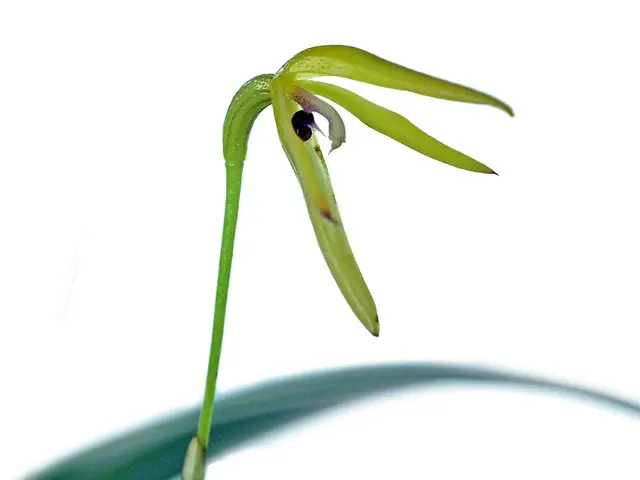 Pleurothallis andreae (Pleurothallis)