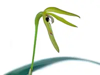 Pleurothallis andreae