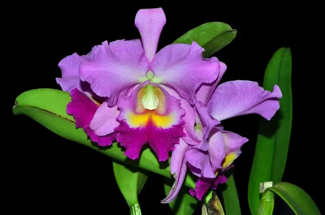 Cattleya Espiritu Andino