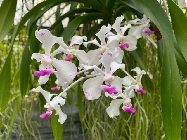 Vanda luzonica (Vanda)