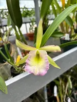Rcv. QF Noe'ula | BS not in bloom | 4" pot