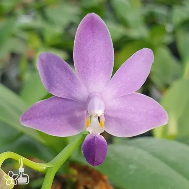Phalaenopsis Purple Martinvar. blue