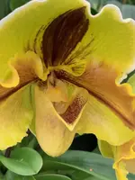 Paphiopedilum Lippewunder — 12 cm / No