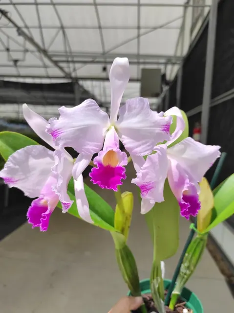 Cattleya trianae splash 'Miel' (Cattleya)