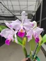 Cattleya trianae splash 'Miel'