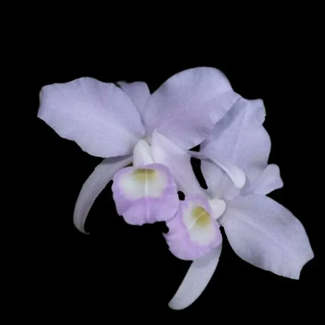 Cattleya skinneri var 'Blue' (Cattleya)