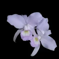 Cattleya skinneri var. 'Blue'