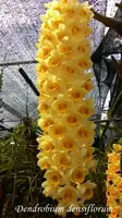 Dendrobium densiflorum
