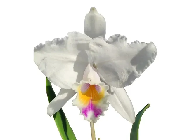Cattleya quadricolor (Cattleya)