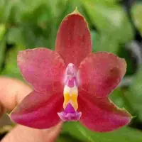 Phal. venosa X Phal. violacea