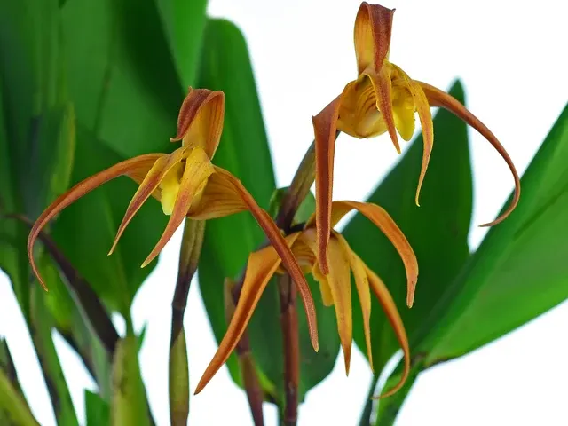 Maxillaria arachnites x