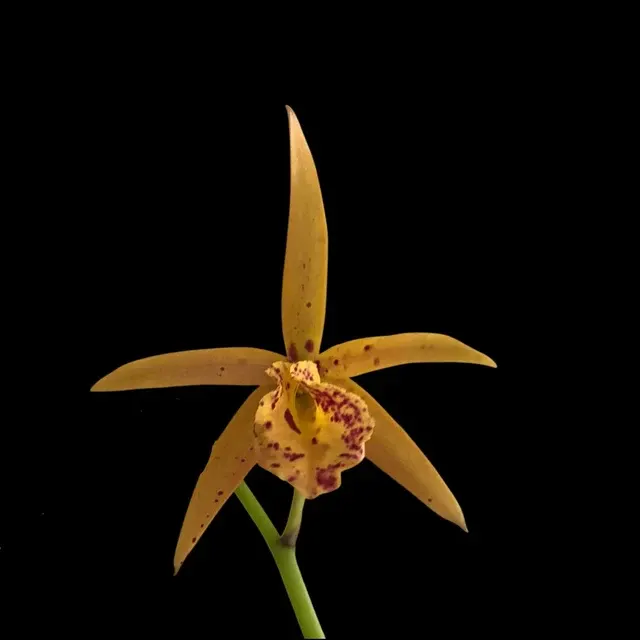 Cattleya Alliance - Blc. Copper Queen HCC/AOS 'Ruby Lip'