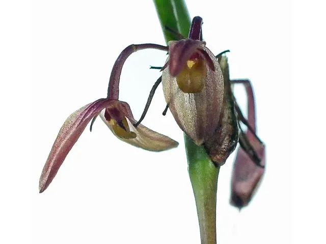 Pleurothallis ensata (Pleurothallis)