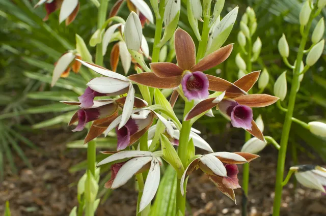 Phaius tankervilleae (Phaius)