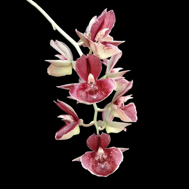 Catasetum Orchidglade 'Jack of Diamond' (Catasetum)