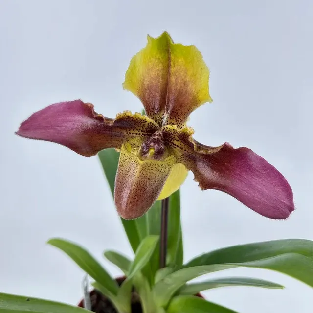 Paphiopedilum HANS STRAHL