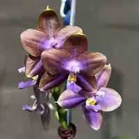 MCL212 Phalaenopsis Mituo 24 Solar Terms 'Blue Fox'